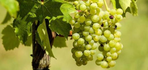 Масло виноградной косточки: свойства и применение
