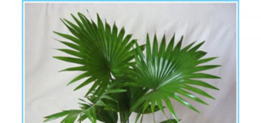 Ливистона - уход за пальмой, размножение в домашних условиях Ливистона приметы